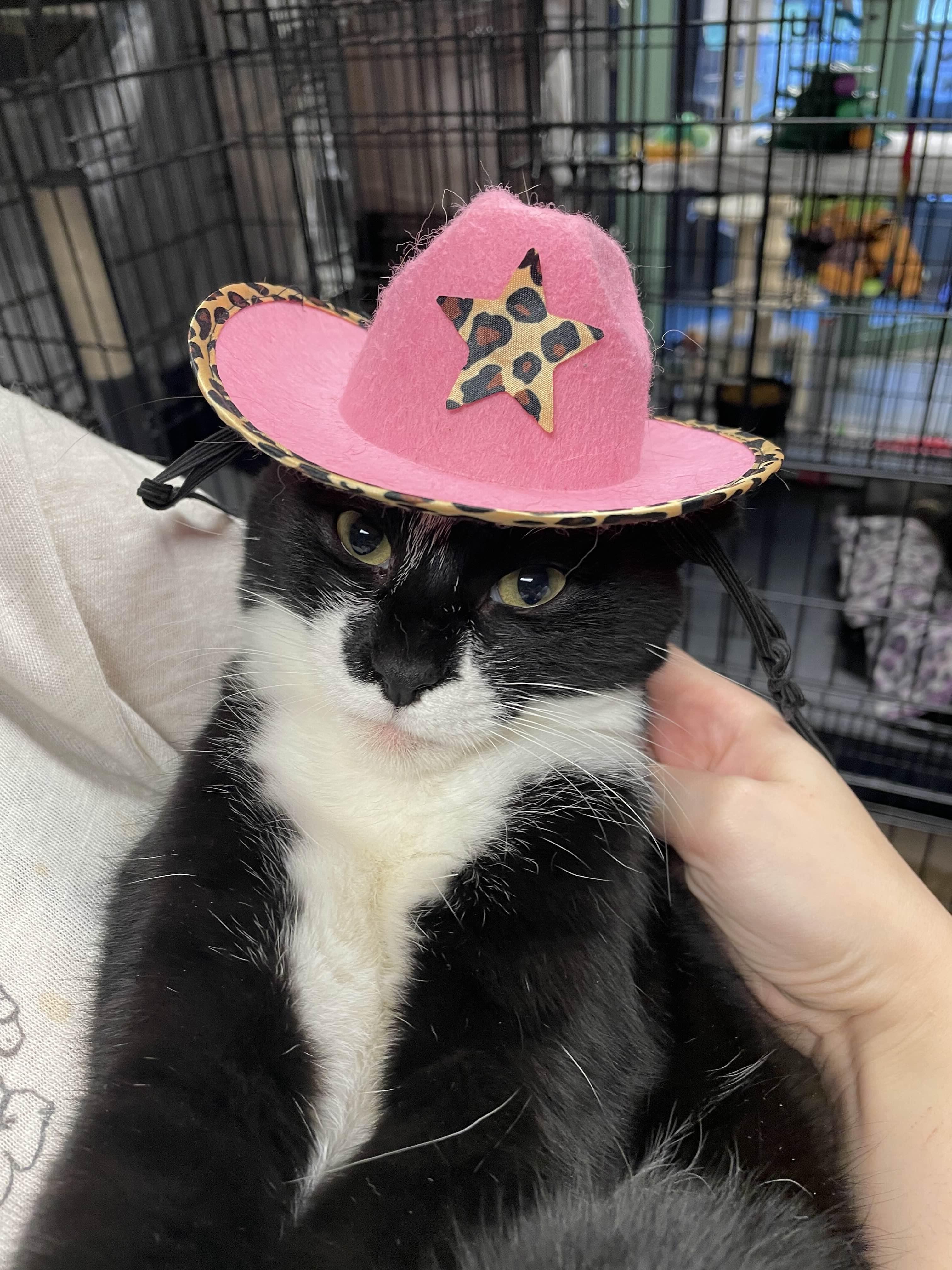 Enlarge Jasmine, a ADOPTABLE Tuxedo in Oberlin, OH image 1/6