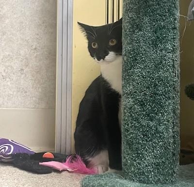 Enlarge Basil, a Adoptable Tuxedo in Palmyra, VA image 6/6