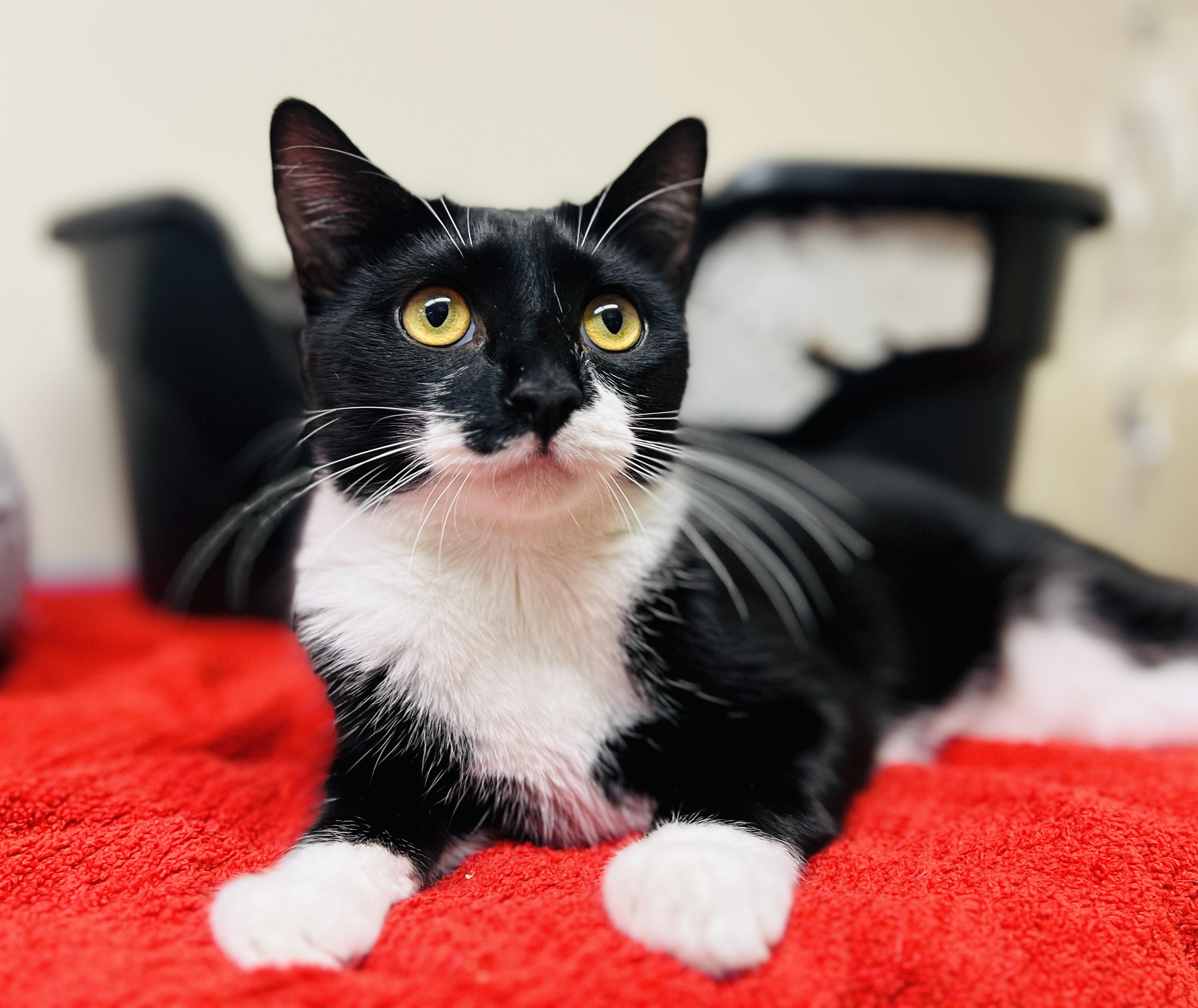 Enlarge Basil, a Adoptable Tuxedo in Palmyra, VA image 1/6