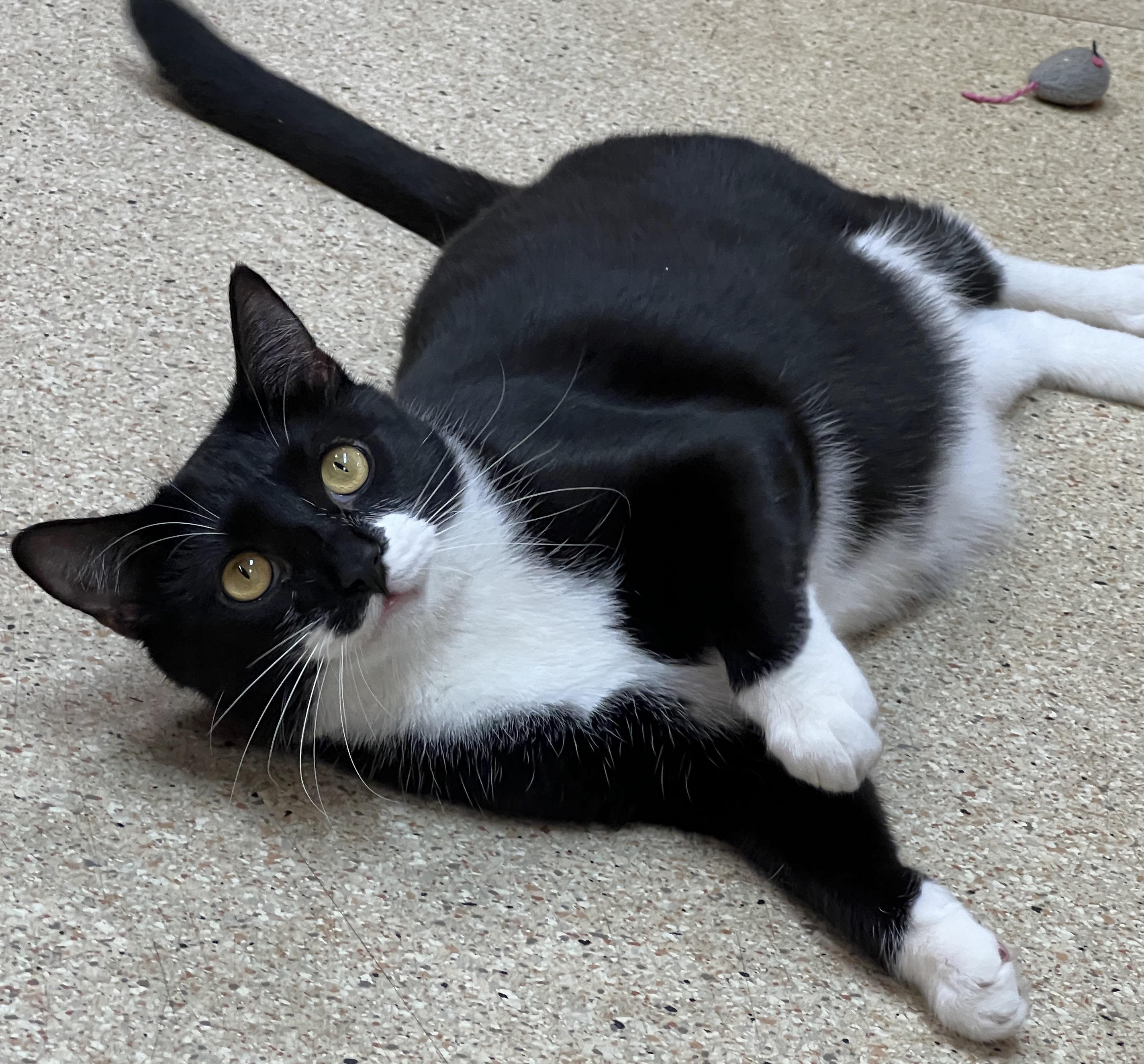 Enlarge Basil, a Adoptable Tuxedo in Palmyra, VA image 2/6
