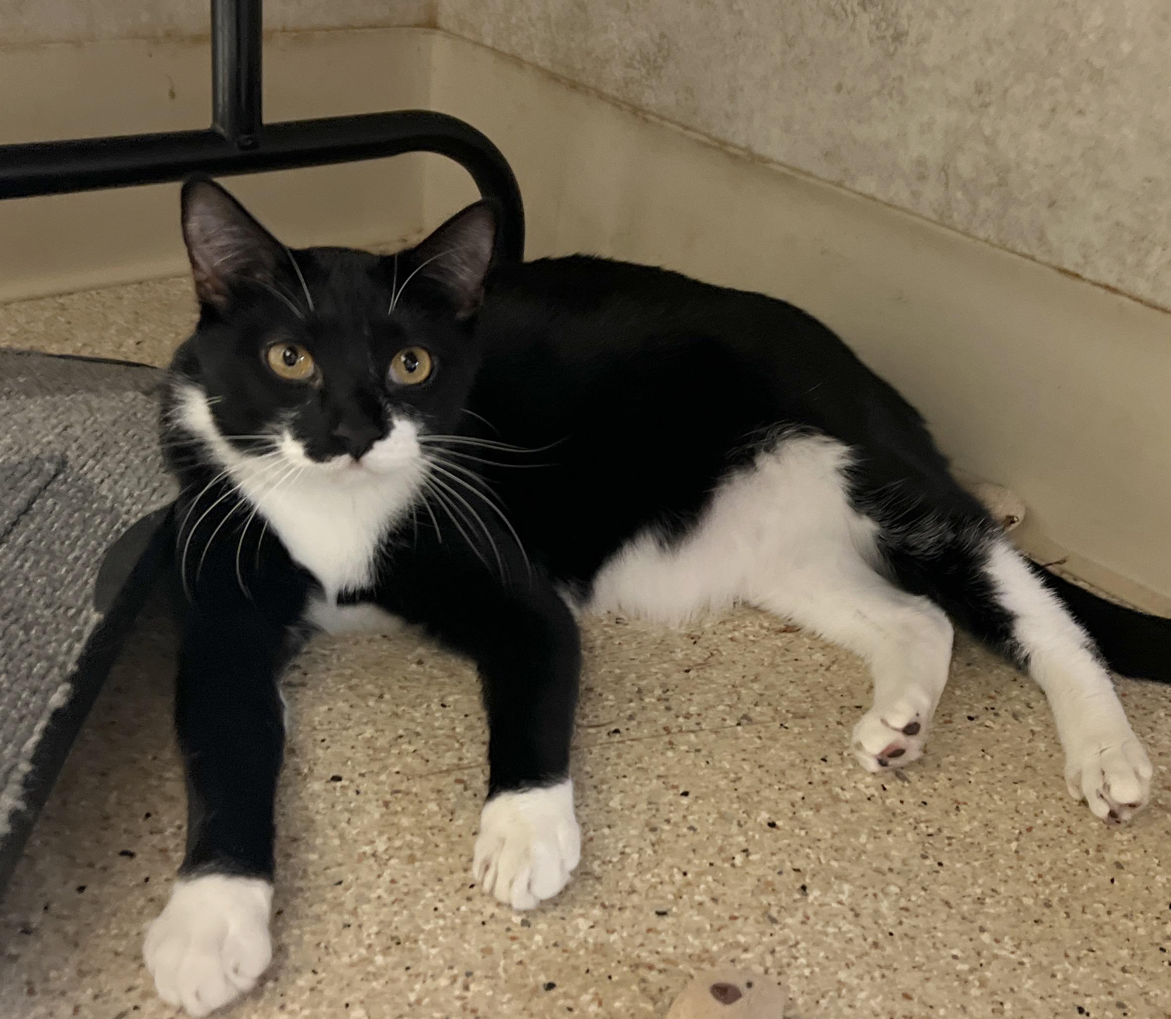 Enlarge Basil, a Adoptable Tuxedo in Palmyra, VA image 3/6