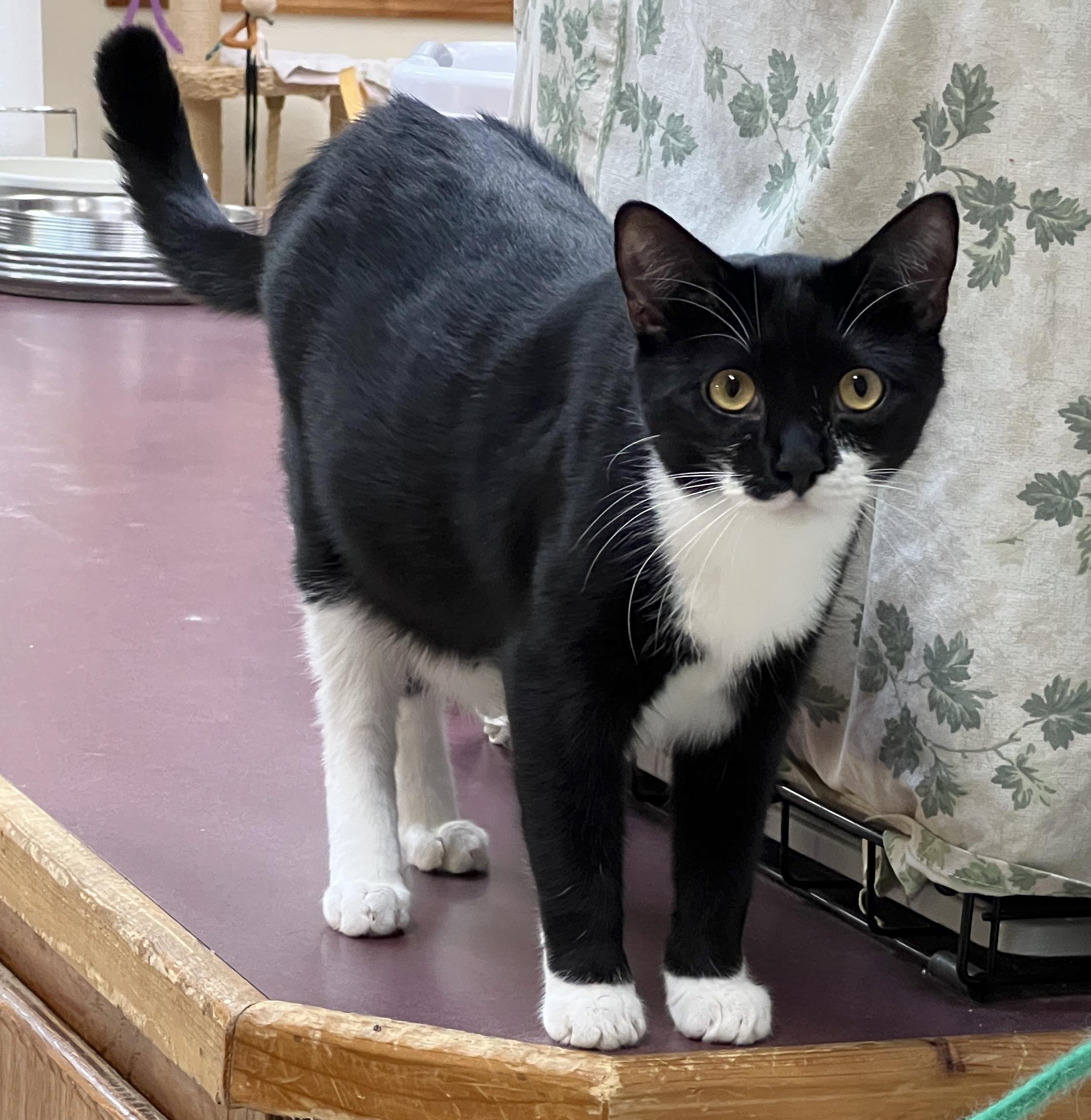 Enlarge Basil, a Adoptable Tuxedo in Palmyra, VA image 4/6