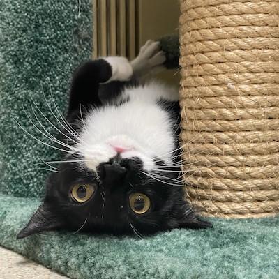 Enlarge Basil, a Adoptable Tuxedo in Palmyra, VA image 5/6