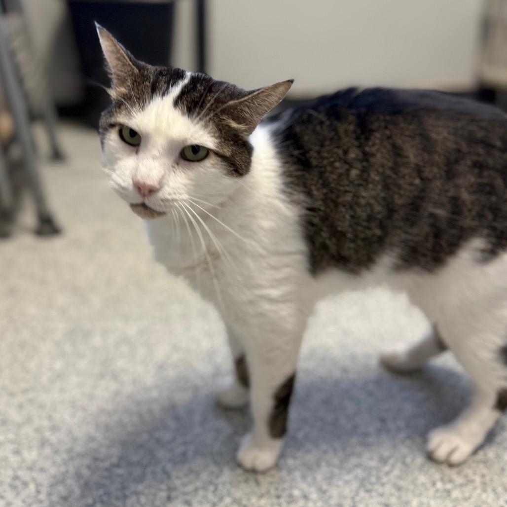 Tutu, a Adoptable Domestic Short Hair in Monticello, IA image 1/6