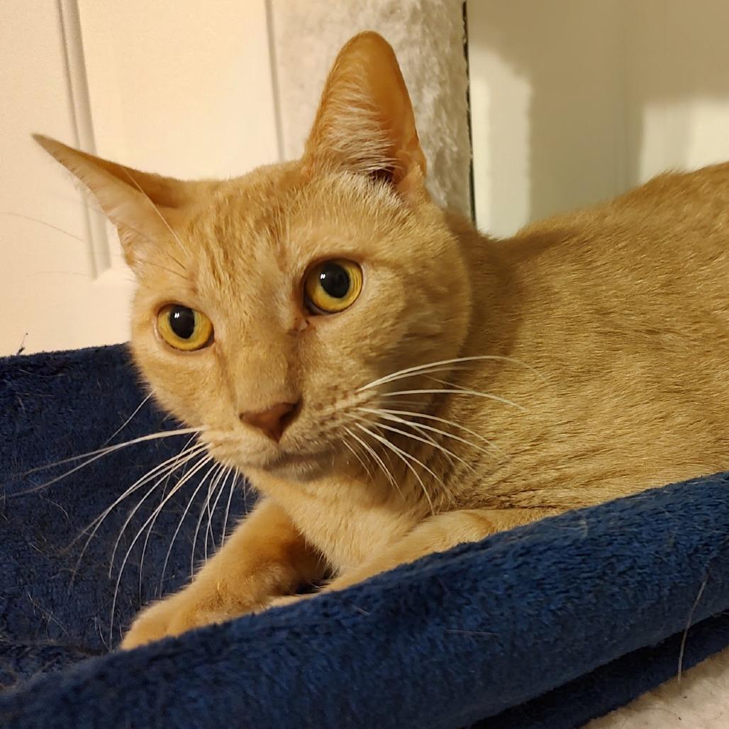 Wulfric, Adoptable, Senior Male Domestic Short Hair.