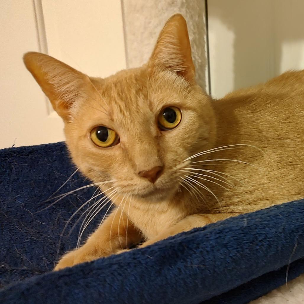 Enlarge Wulfric, a Adoptable Domestic Short Hair in Fairfax Station, VA image 2/6