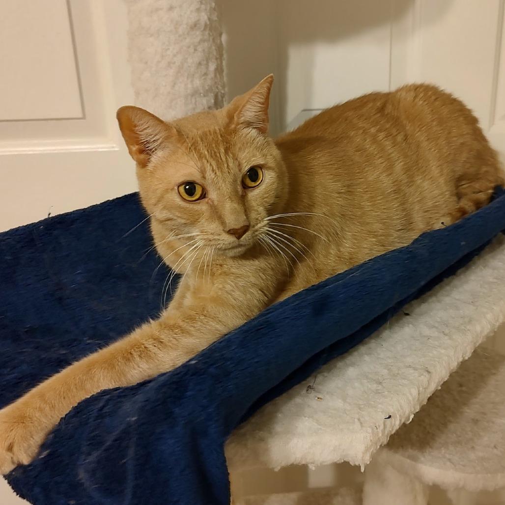 Enlarge Wulfric, a Adoptable Domestic Short Hair in Fairfax Station, VA image 4/6