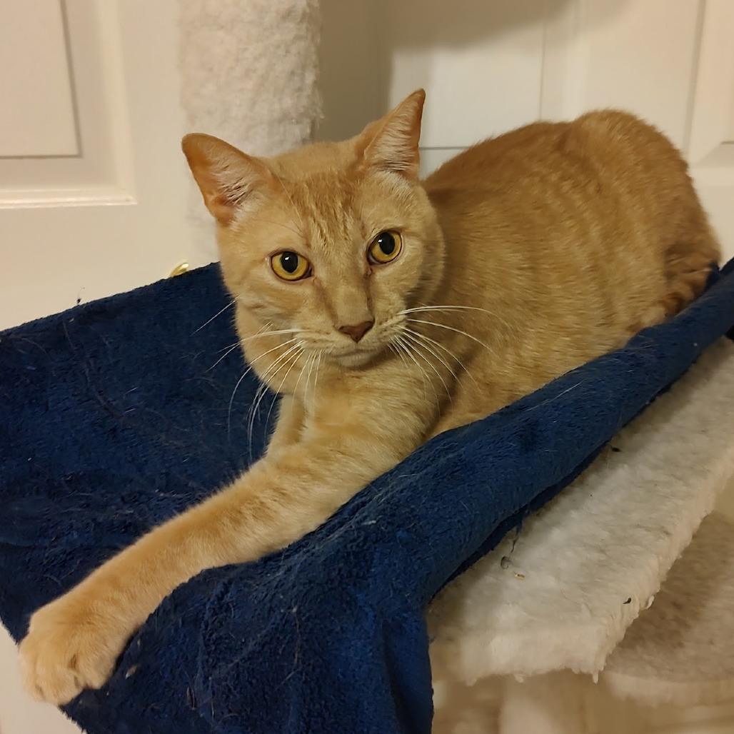 Enlarge Wulfric, a Adoptable Domestic Short Hair in Fairfax Station, VA image 5/6