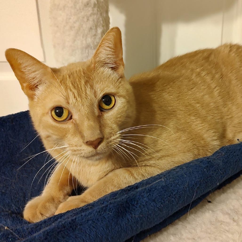 Enlarge Wulfric, a Adoptable Domestic Short Hair in Fairfax Station, VA image 6/6