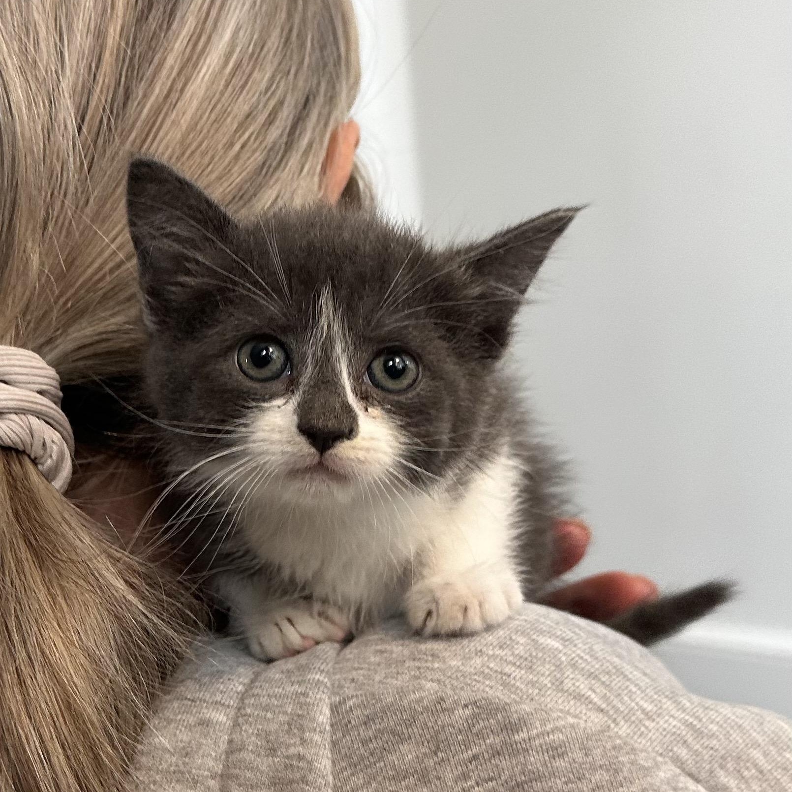 Rue, an adopted Domestic Medium Hair in Stamford, CT image 5/5