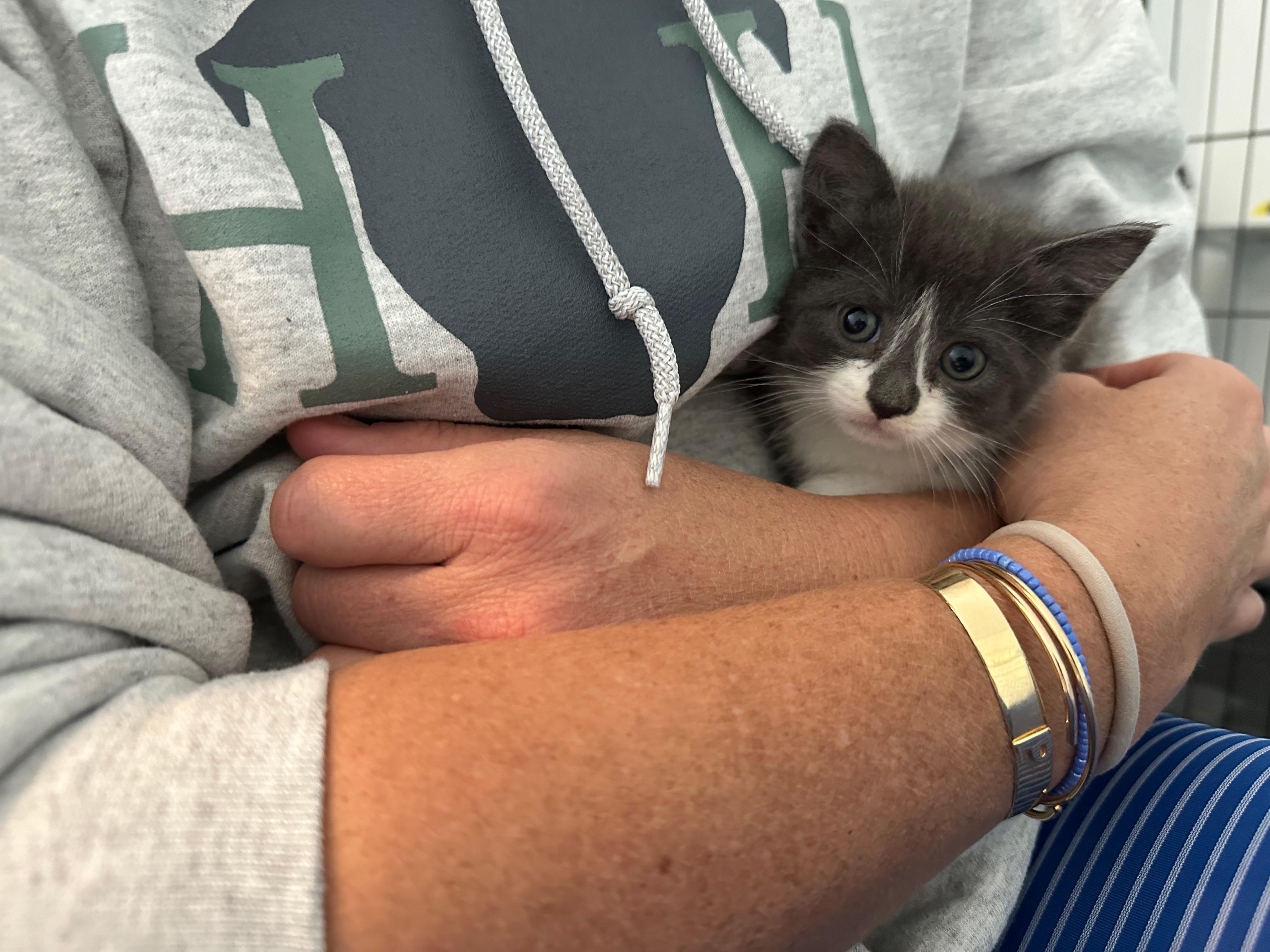 Rue, an adopted Domestic Medium Hair in Stamford, CT image 4/5