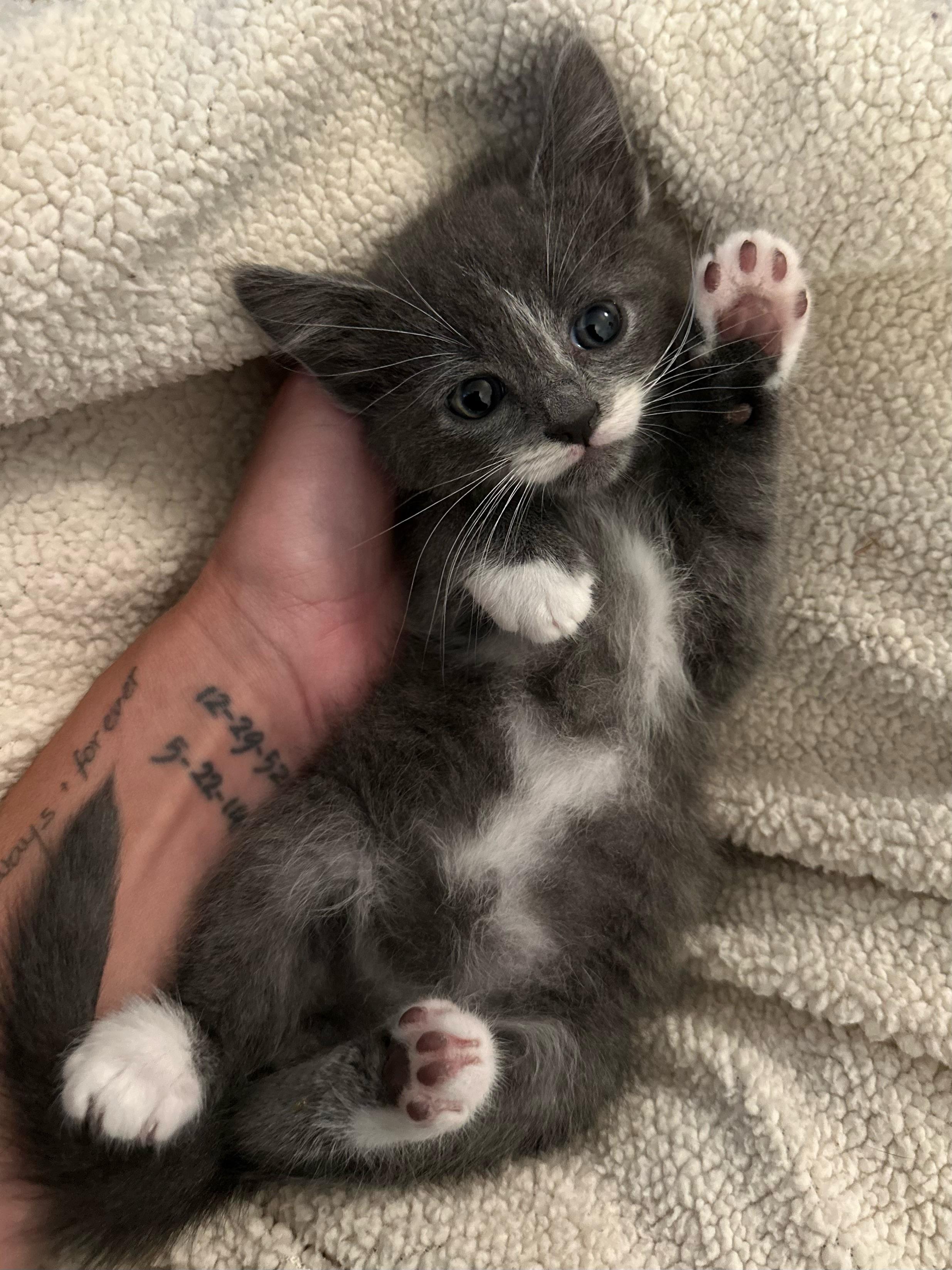 Rue, an adopted Domestic Medium Hair in Stamford, CT image 2/5