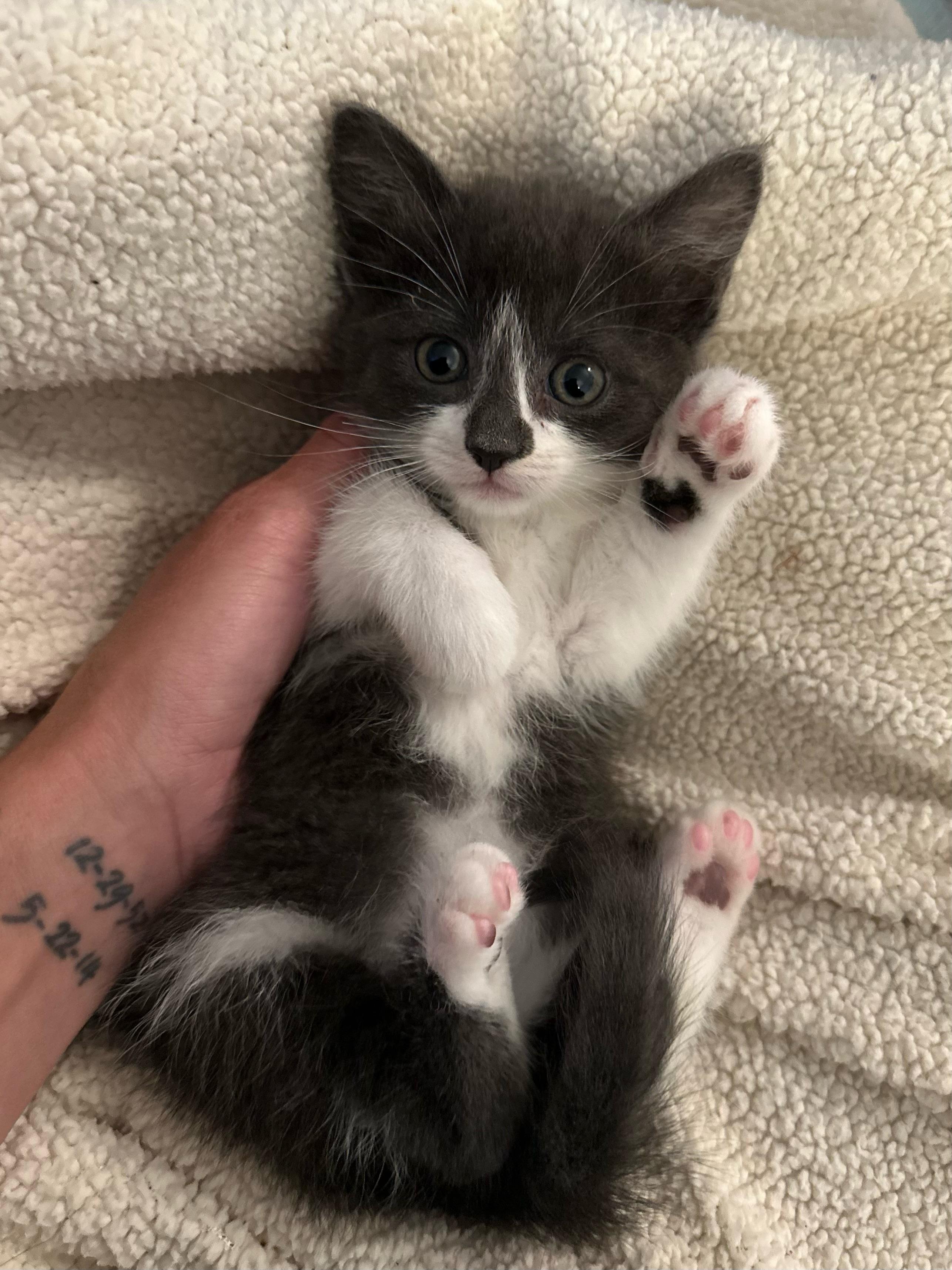 Rue, adopted, Kitten Female Domestic Medium Hair.