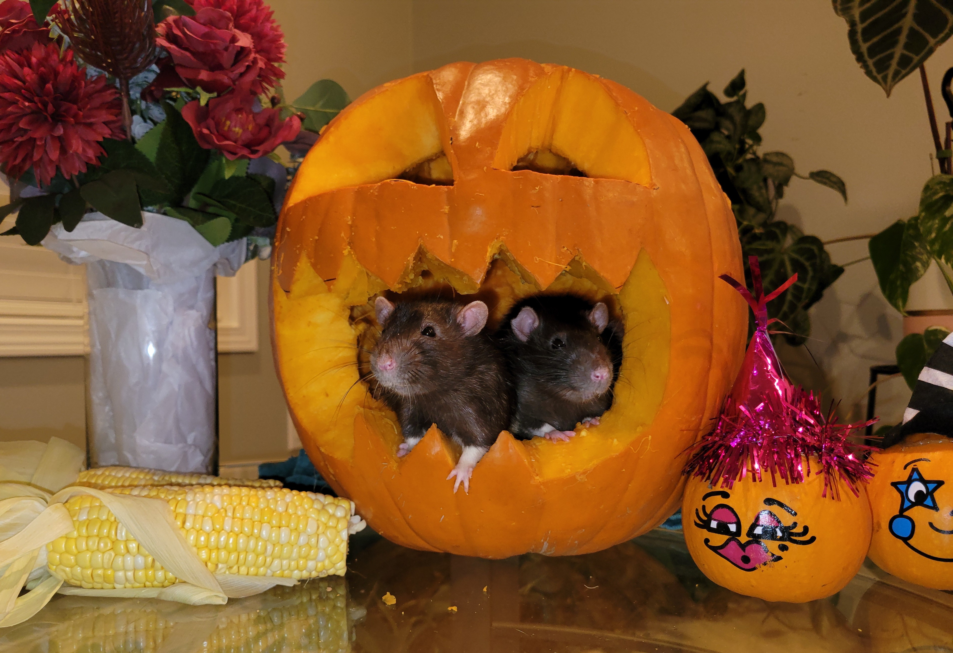 Enlarge Marty, a Adopted Rat in Bothell, WA image 2/3