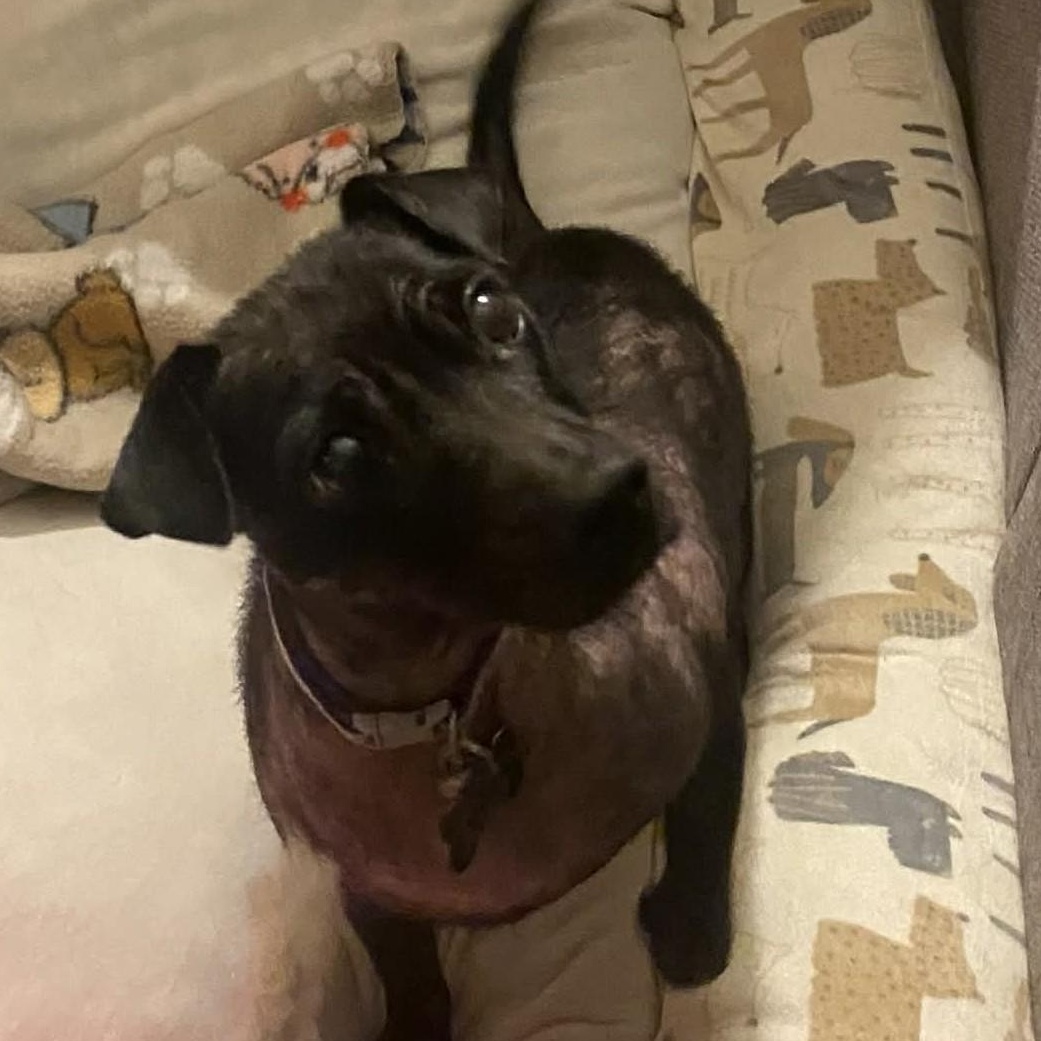 Tinks aka Vana , a ADOPTABLE Chihuahua in Marana, AZ image 5/5