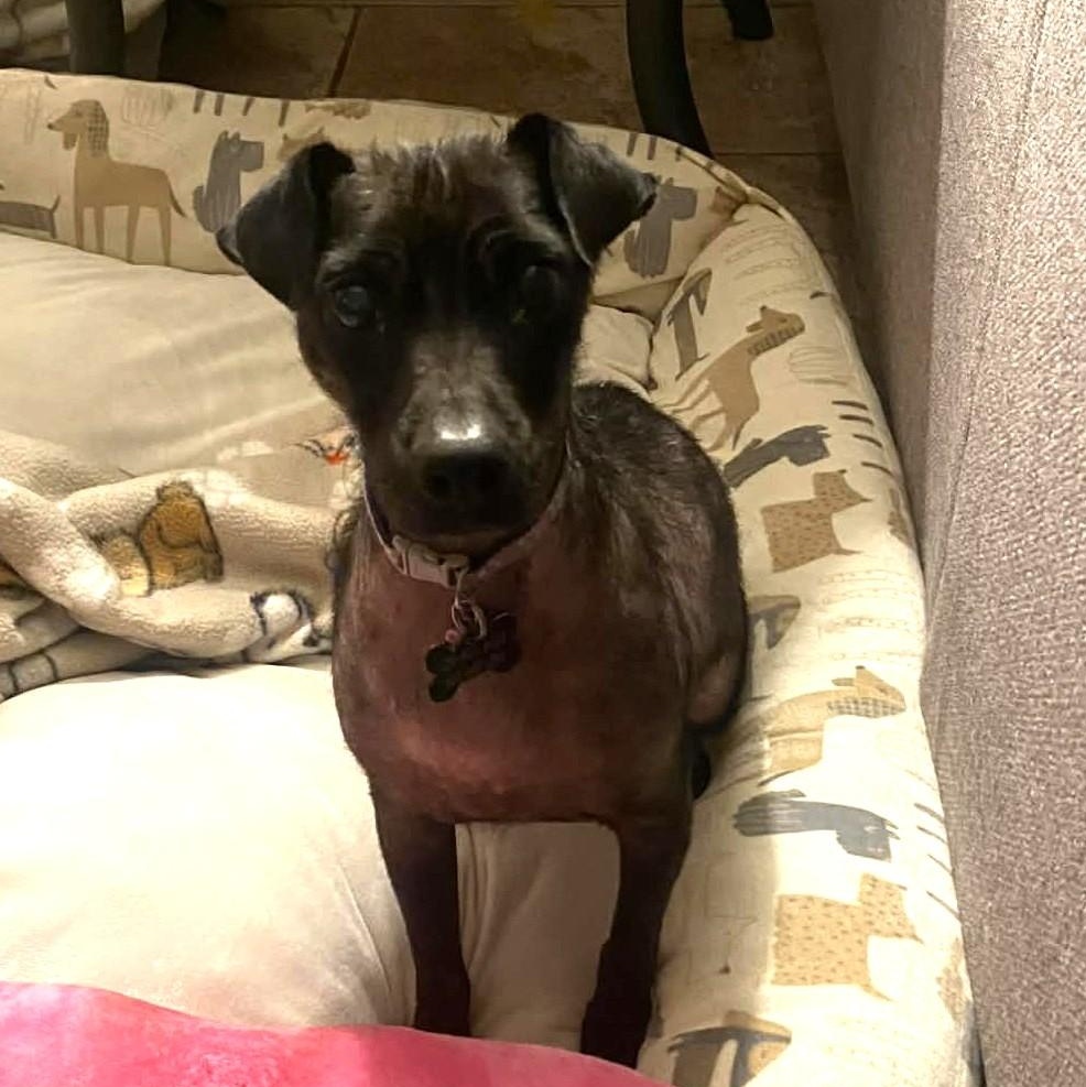 Tinks aka Vana , ADOPTABLE, Adult Female Chihuahua.