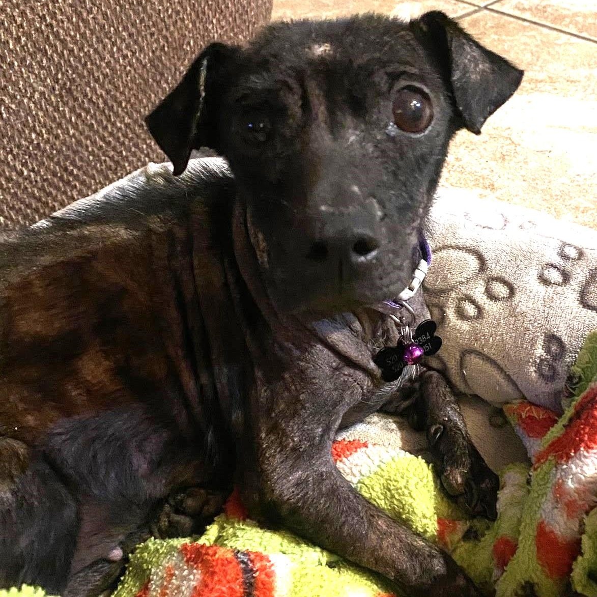 Tinks aka Vana , a ADOPTABLE Chihuahua in Marana, AZ image 4/5