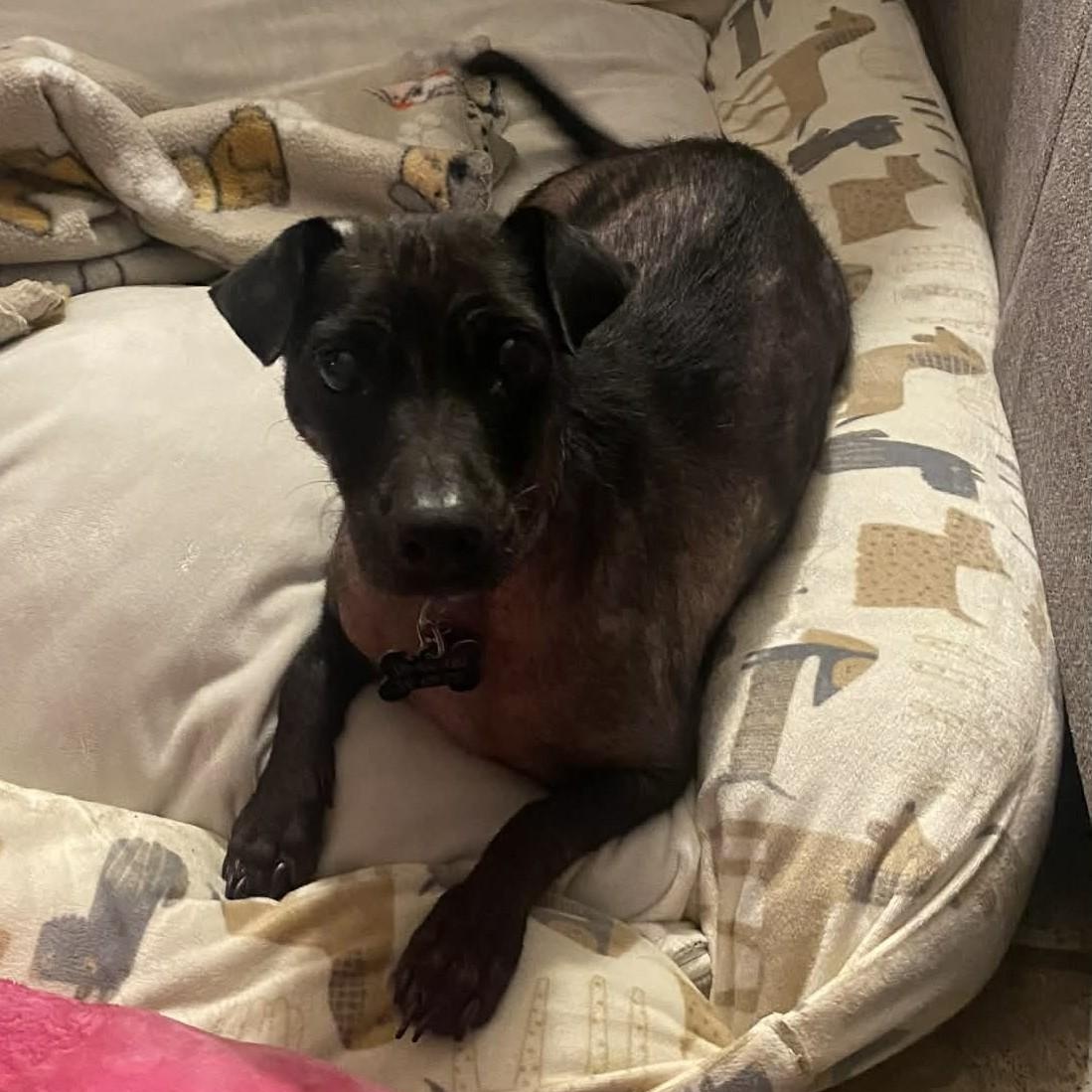 Tinks aka Vana , a ADOPTABLE Chihuahua in Marana, AZ image 3/5