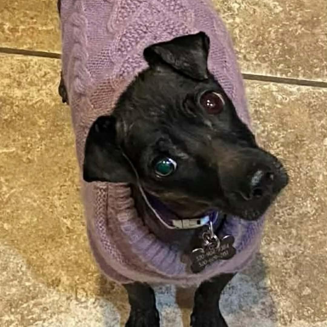 Tinks aka Vana , a ADOPTABLE Chihuahua in Marana, AZ image 2/5