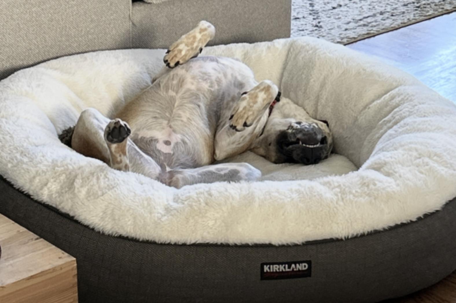 Goose — thumbnail 2