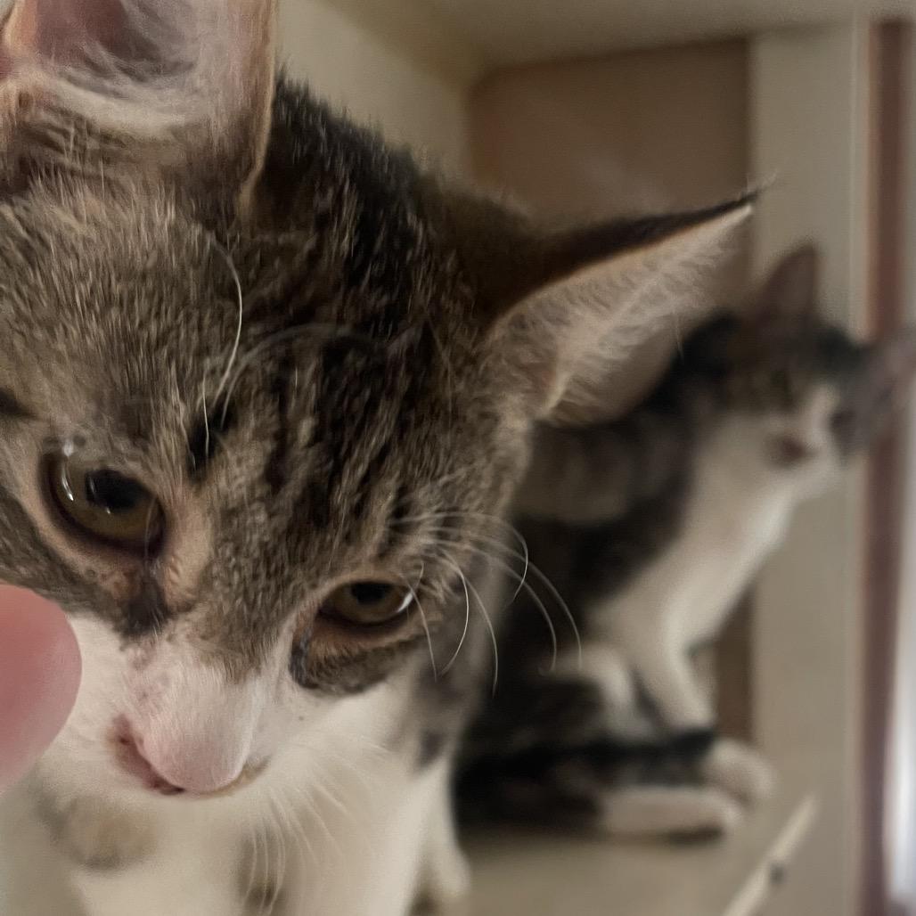 Squip, a Adoptable Domestic Short Hair in Bangor, ME image 1/2