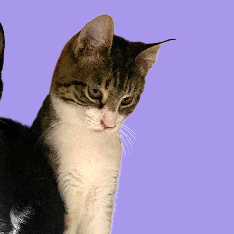 Squip, a Adoptable Domestic Short Hair in Bangor, ME image 2/2