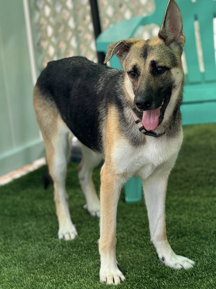 Abby, a Adopted German Shepherd Dog in Miami, FL image 1/5