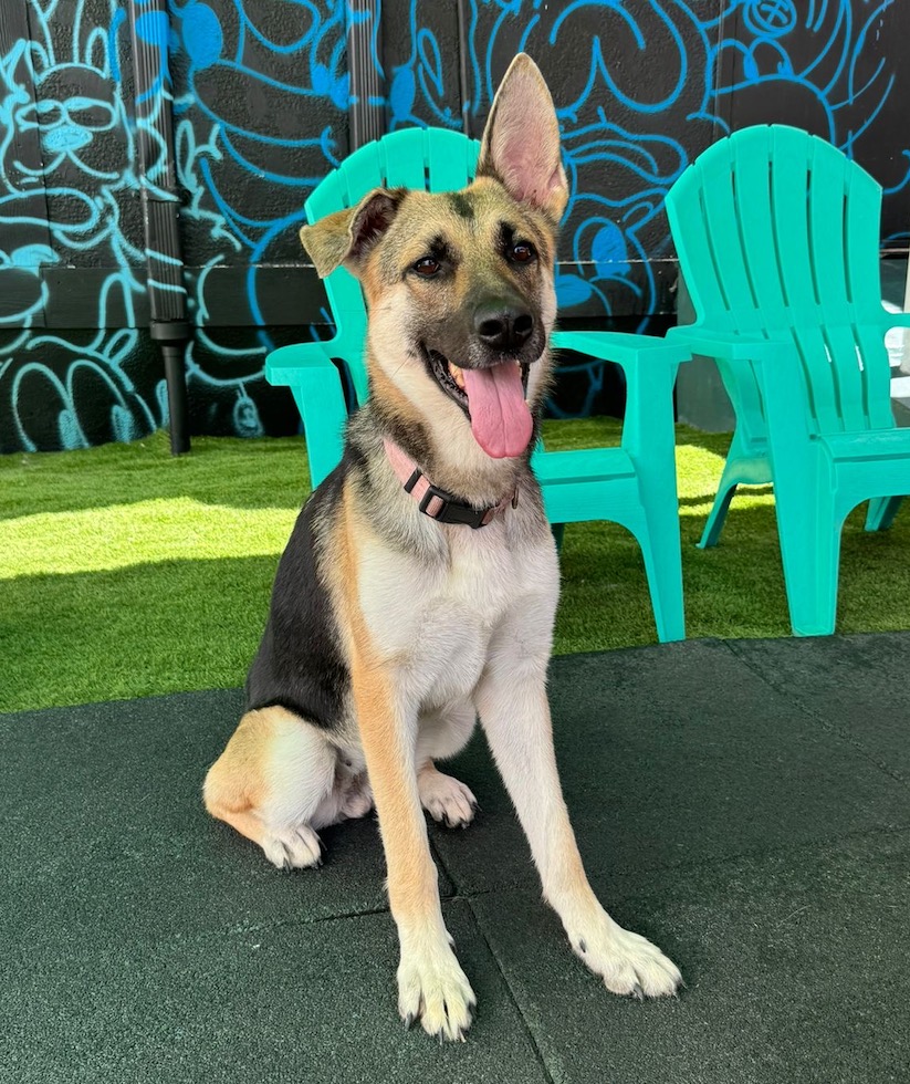 Abby, a Adopted German Shepherd Dog in Miami, FL image 3/5