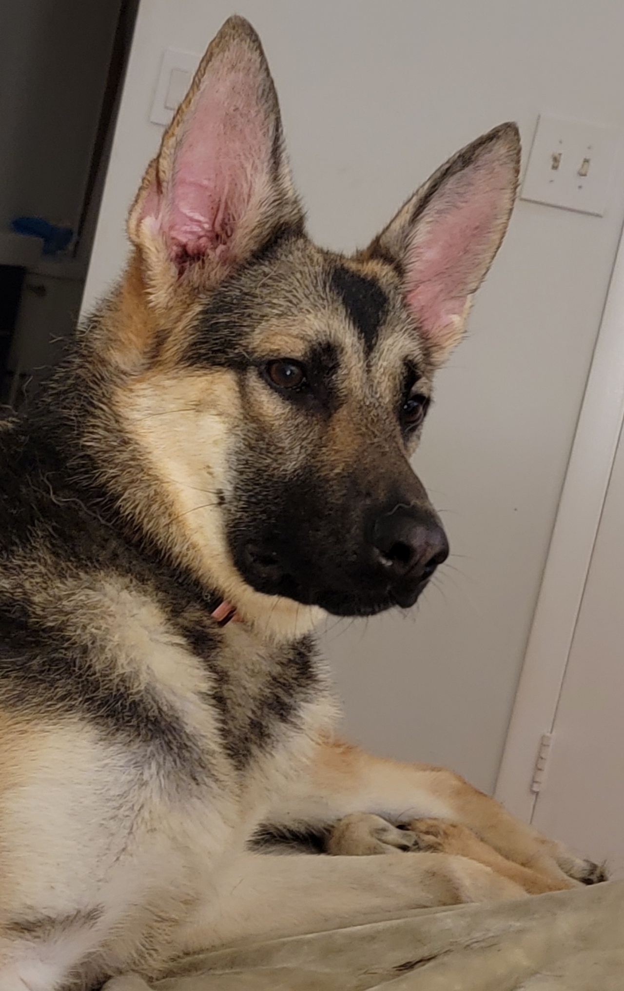 Abby, a Adopted German Shepherd Dog in Miami, FL image 4/5