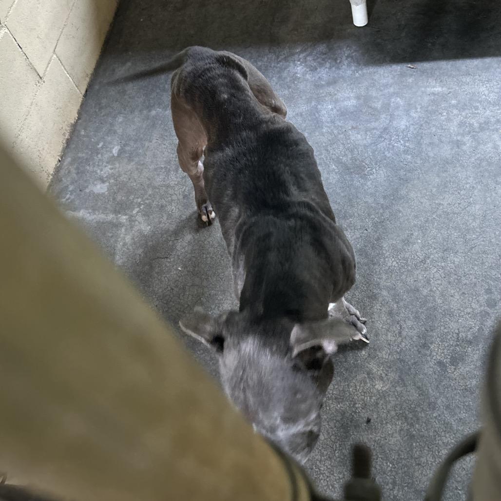 Enlarge Raven, a Adoptable Mixed Breed in Lyons, GA image 1/2
