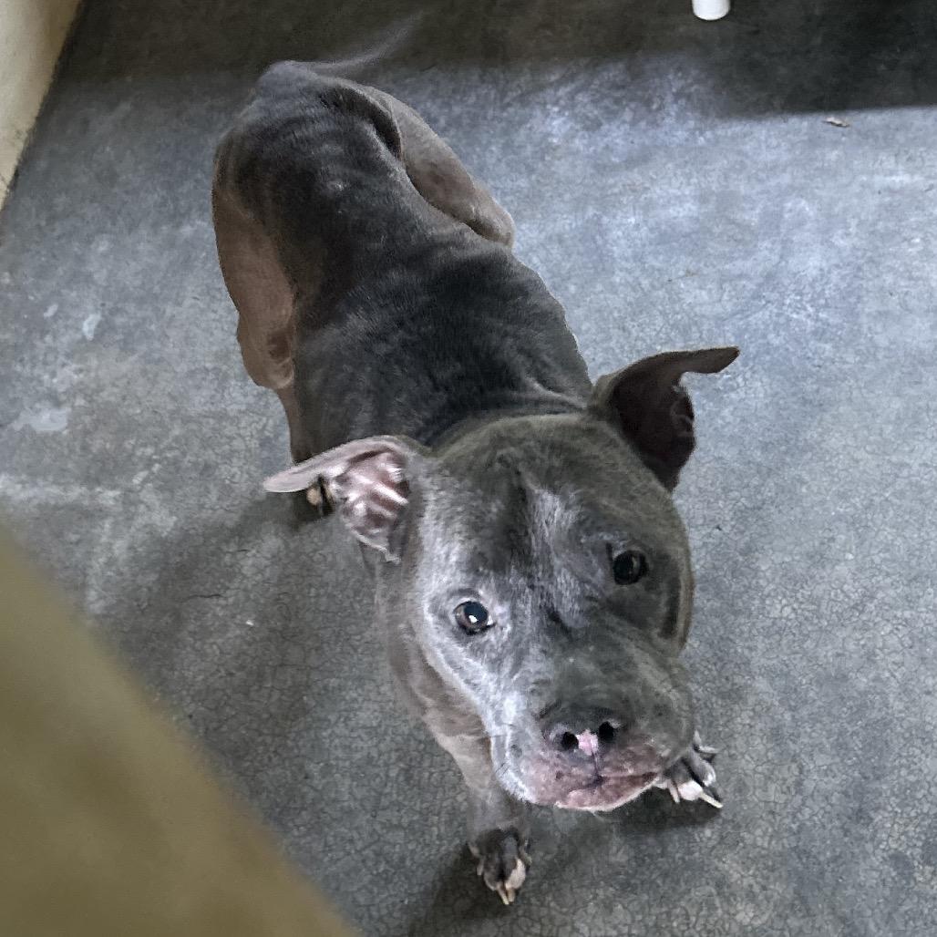 Enlarge Raven, a Adoptable Mixed Breed in Lyons, GA image 2/2