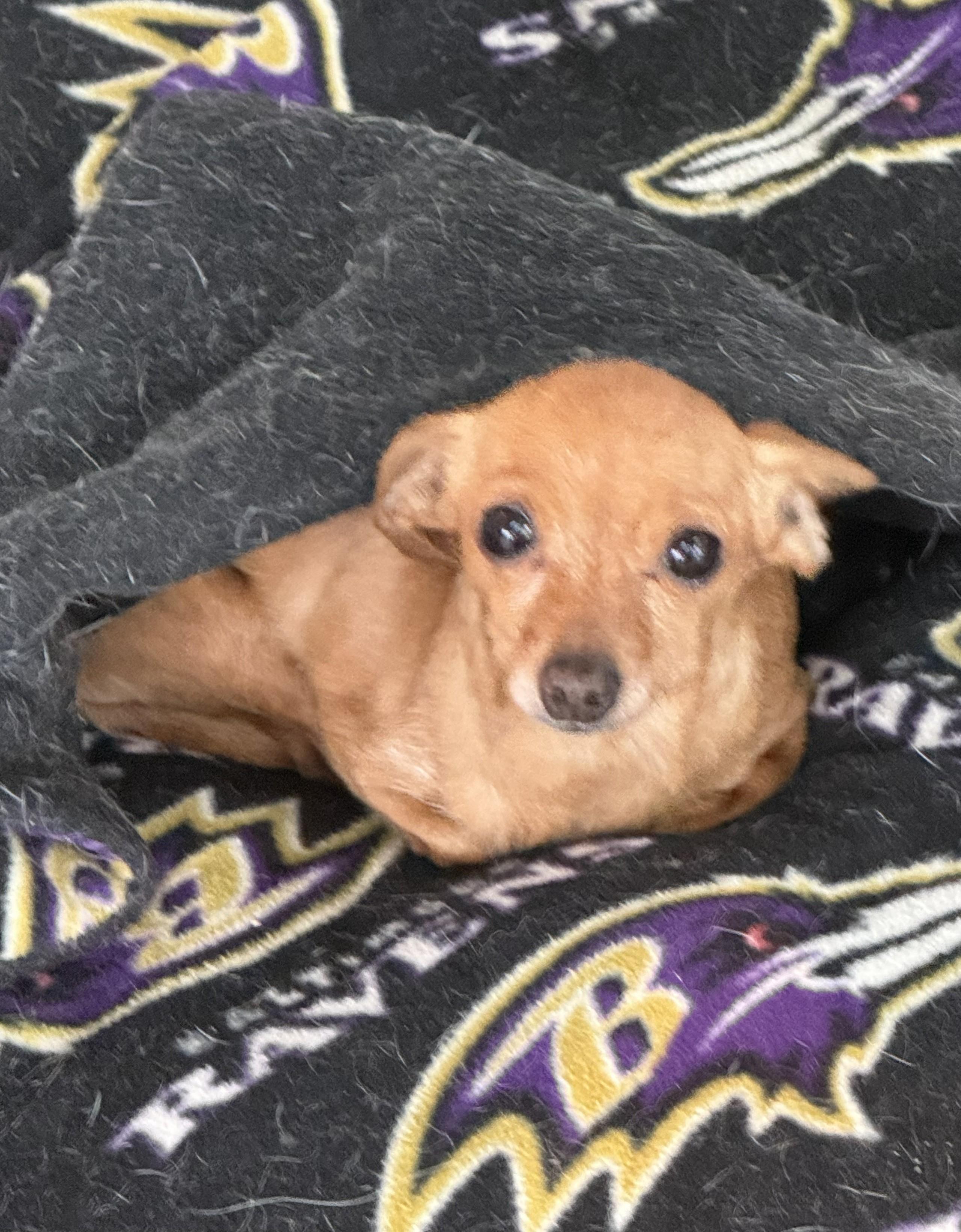 Enlarge Ginny, a ADOPTABLE Chihuahua in Baltimore, MD image 3/4