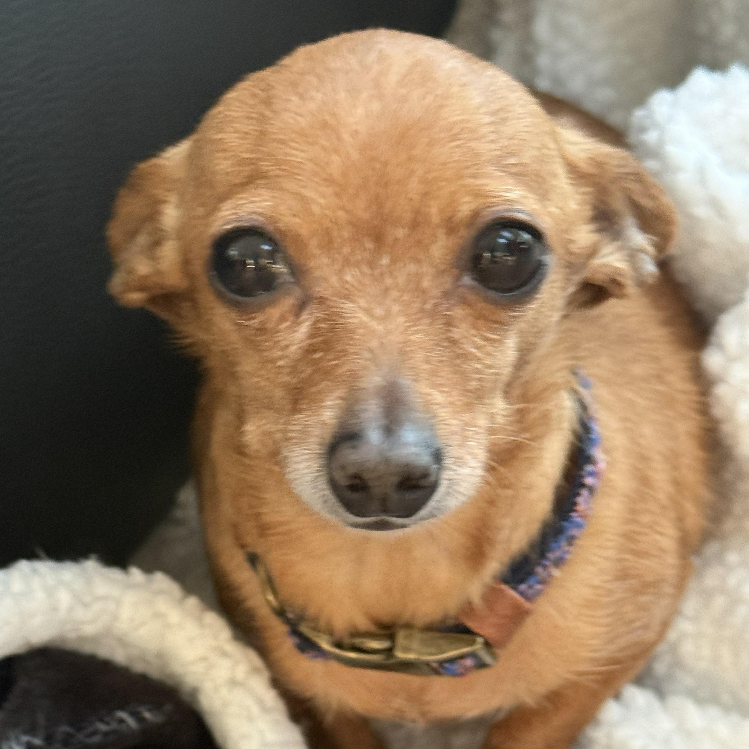 Enlarge Ginny, a ADOPTABLE Chihuahua in Baltimore, MD image 2/4