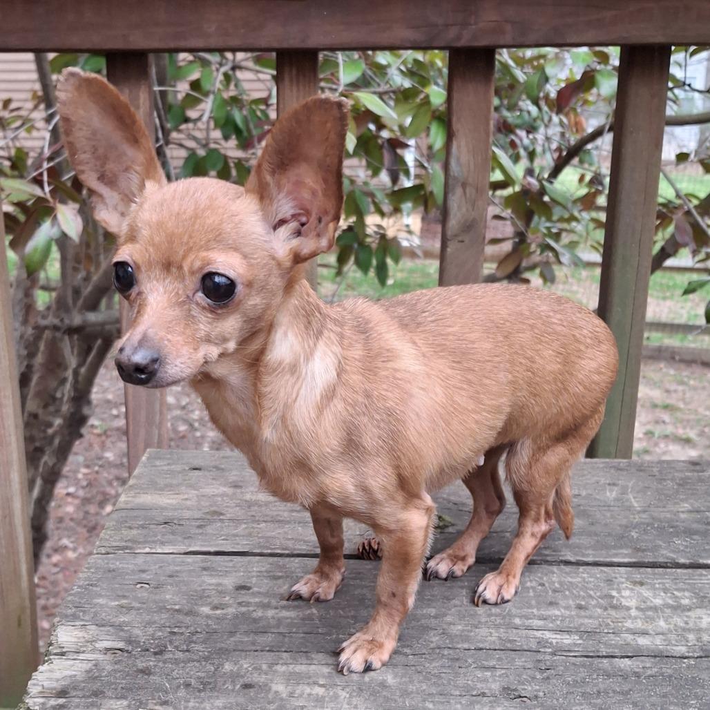 Enlarge Ginny, a ADOPTABLE Chihuahua in Baltimore, MD image 4/4