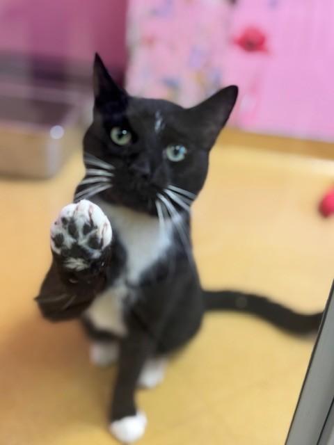 Louis, a Adoptable Domestic Short Hair in Hudson, NY image 1/2