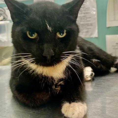 Louis, a Adoptable Domestic Short Hair in Hudson, NY image 2/2