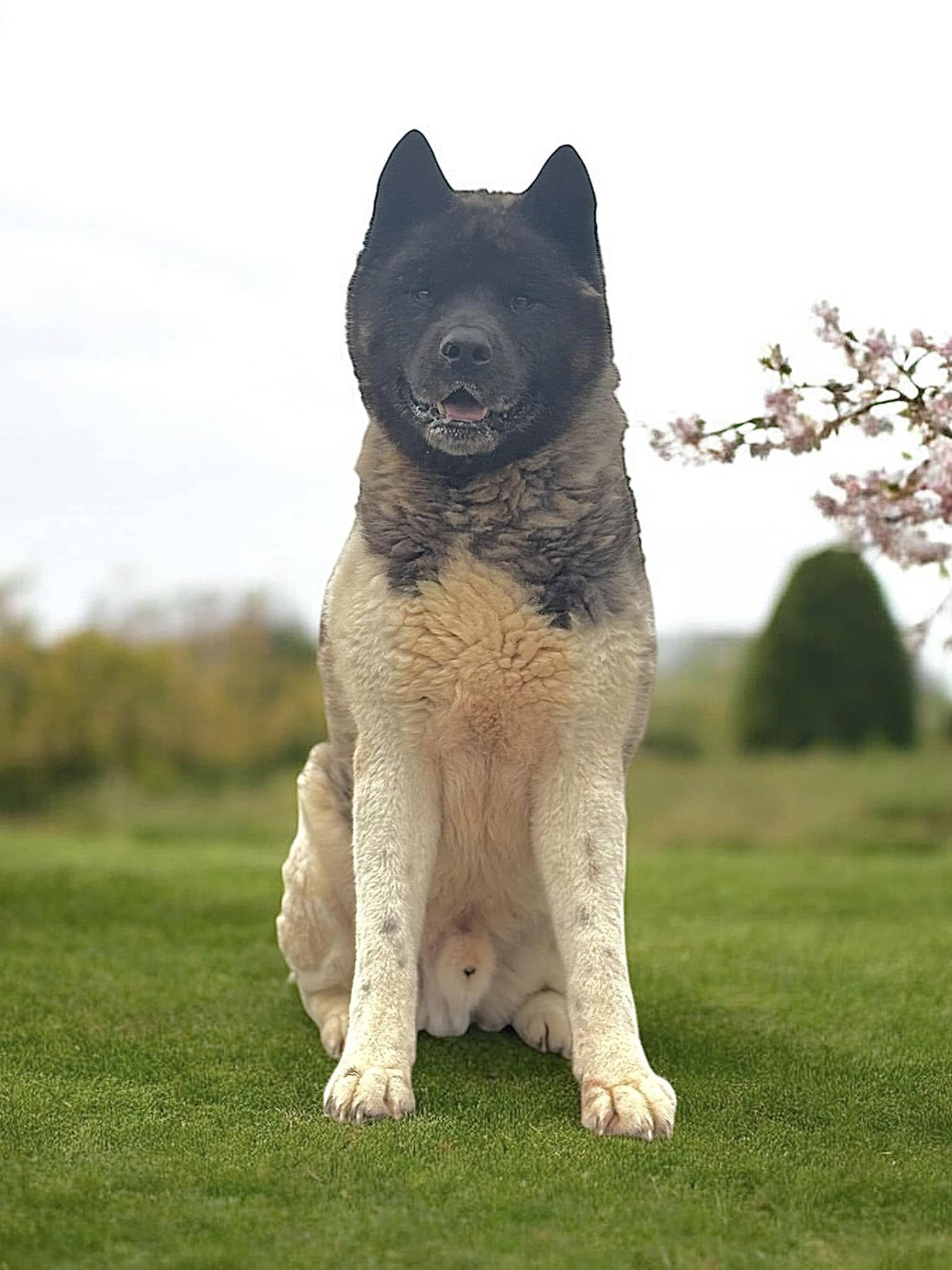 Kodi, Senior Male Akita