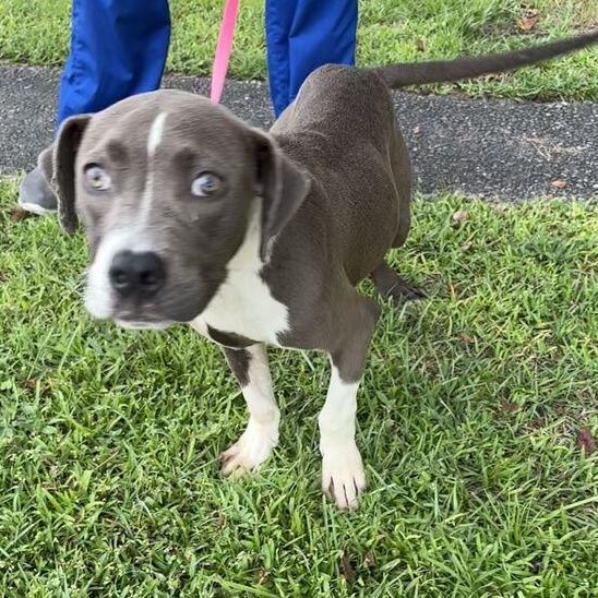 Enlarge Dumpling, a Adoptable mixed breed in Valdosta, GA image 3/3
