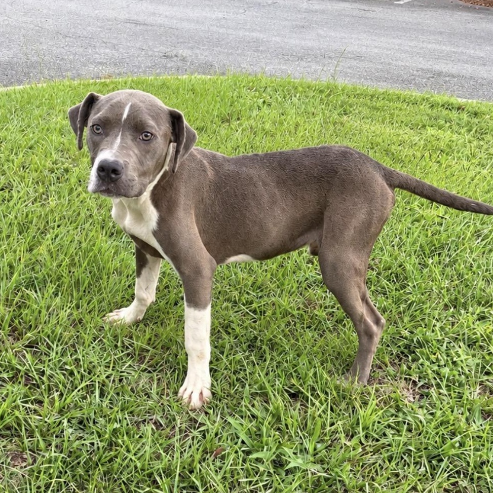 Dumpling, Adoptable, Young Male Pit Bull Terrier.