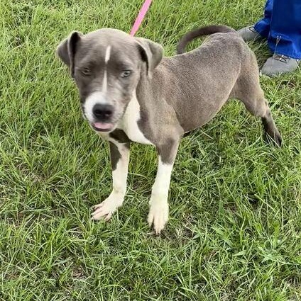 Enlarge Dumpling, a Adoptable mixed breed in Valdosta, GA image 2/3