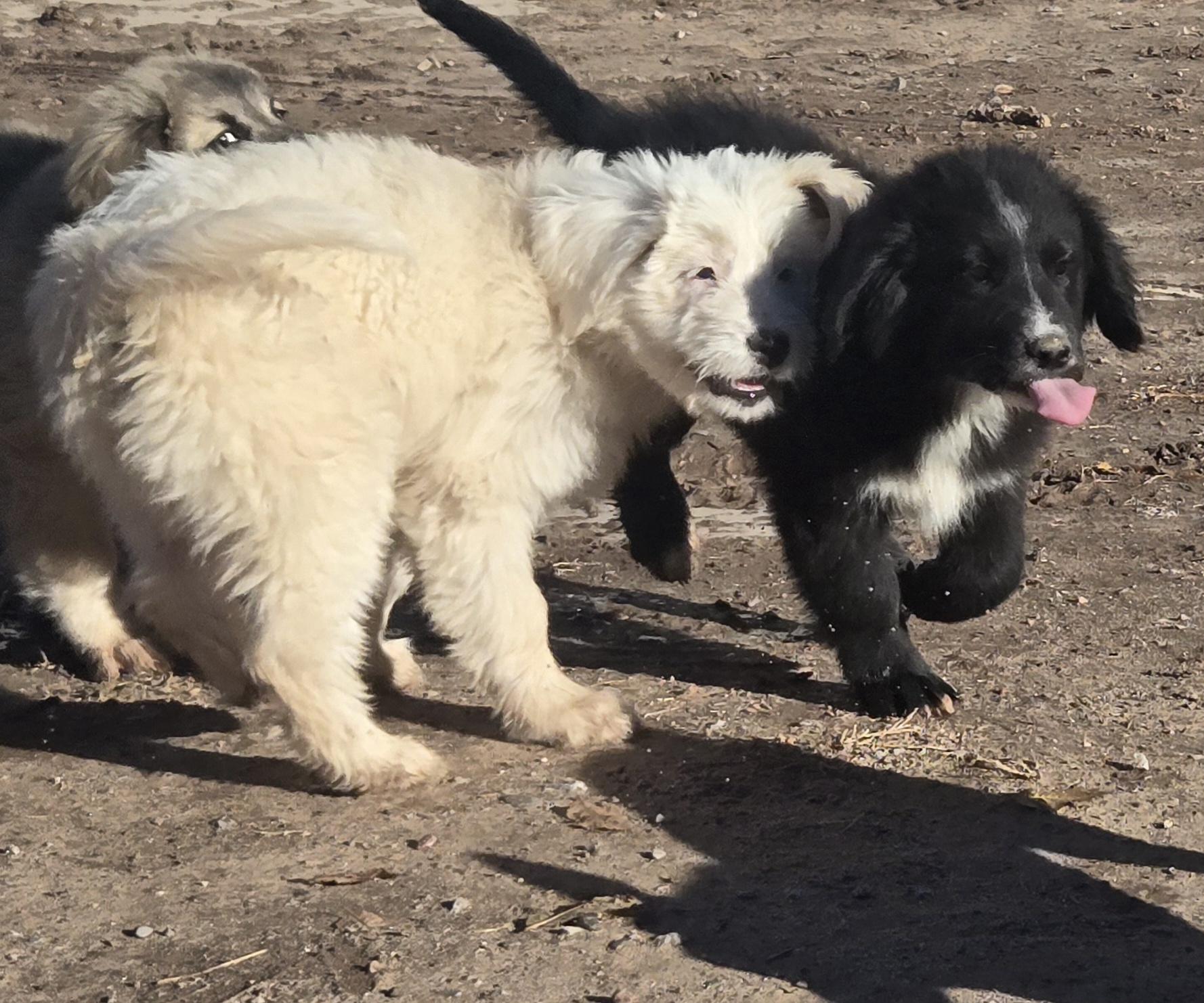 **JESSE EVANS, Adoptable, Puppy Male Great Pyrenees & Giant Schnauzer.