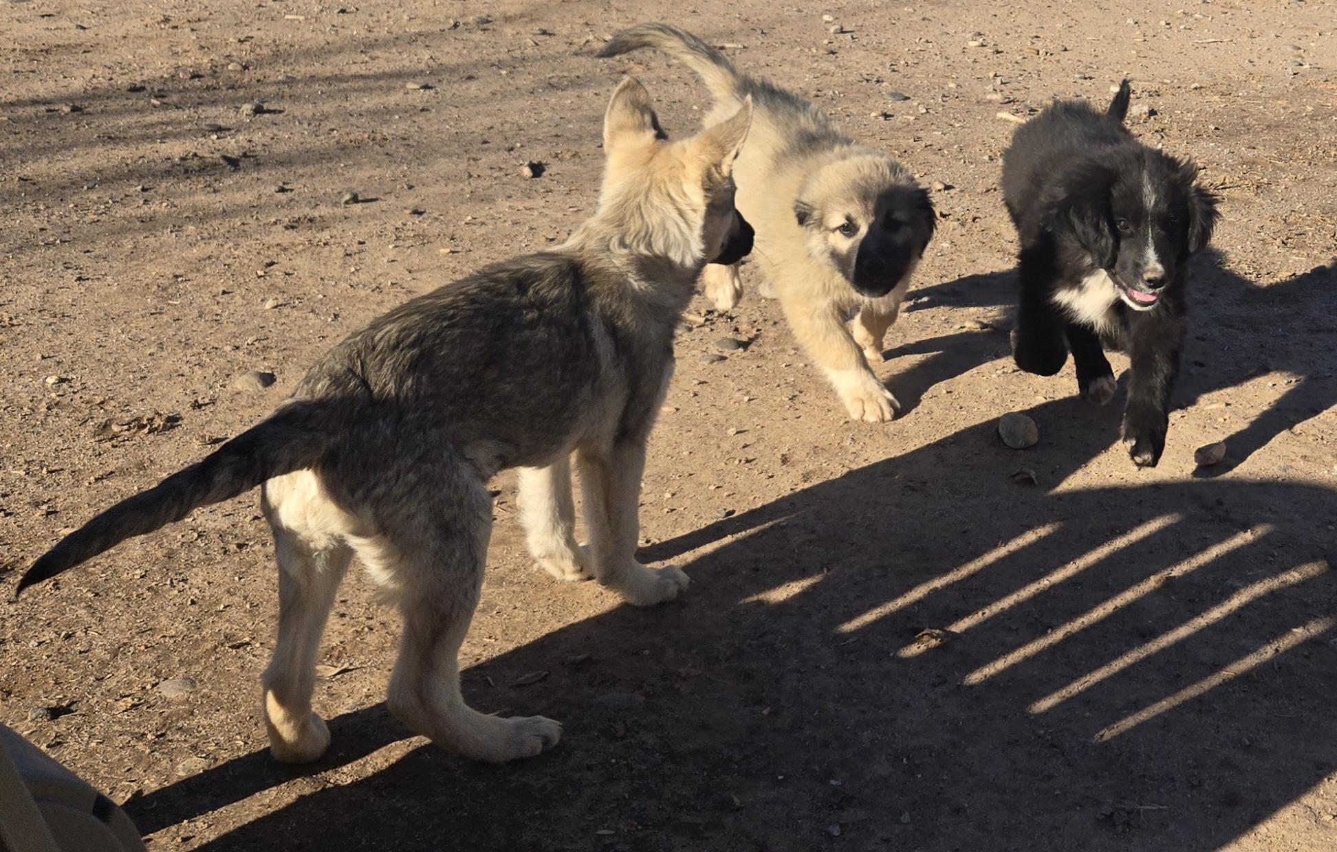 **JESSE EVANS, a Adoptable mixed breed in Peralta, NM image 2/5