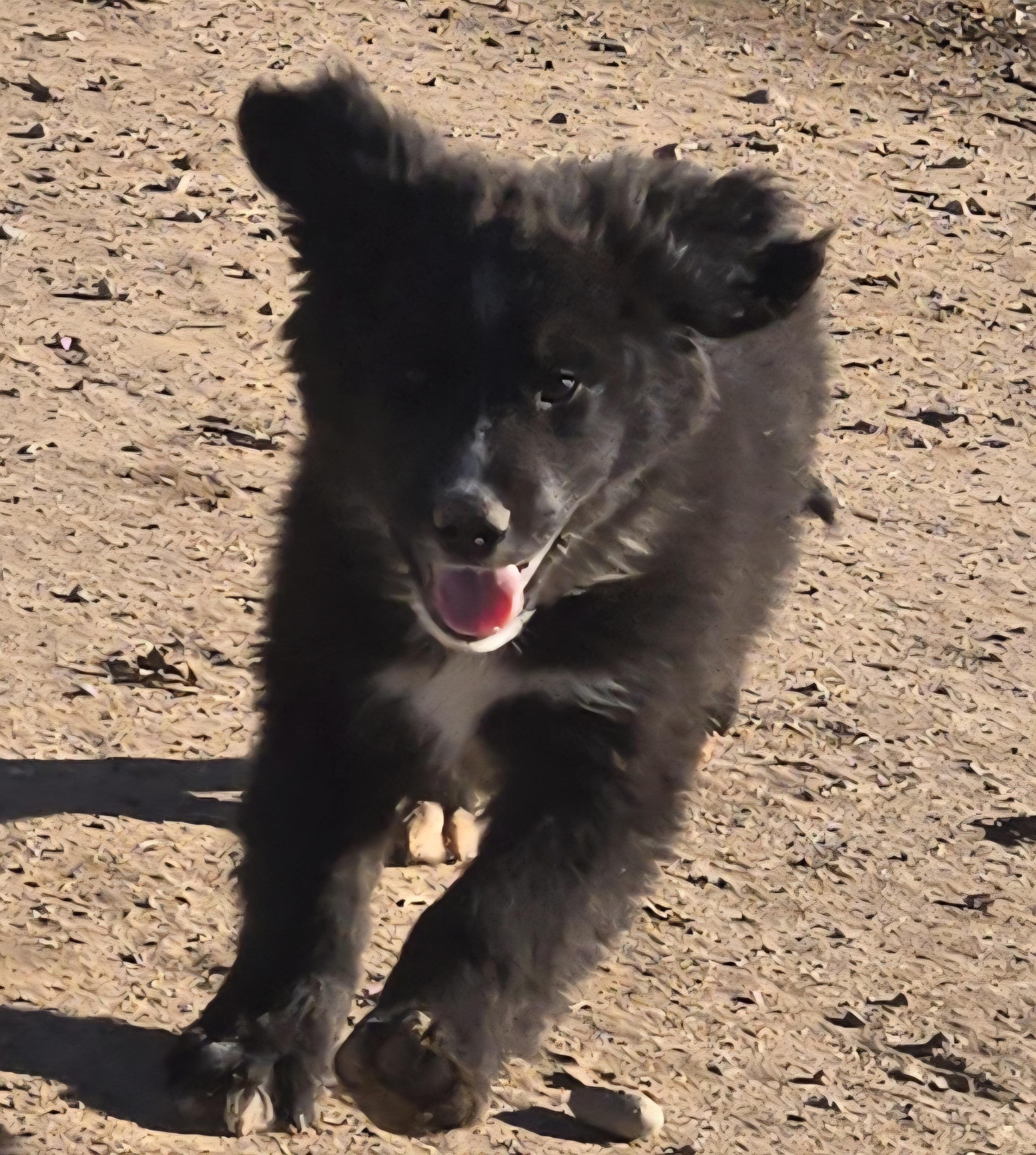 **JESSE EVANS, a Adoptable mixed breed in Peralta, NM image 3/5