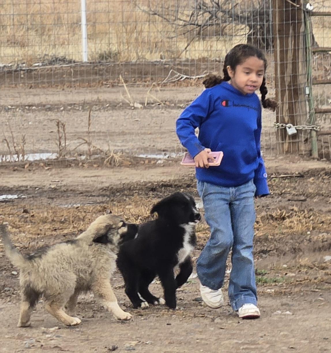 **JESSE EVANS, a Adoptable mixed breed in Peralta, NM image 4/5