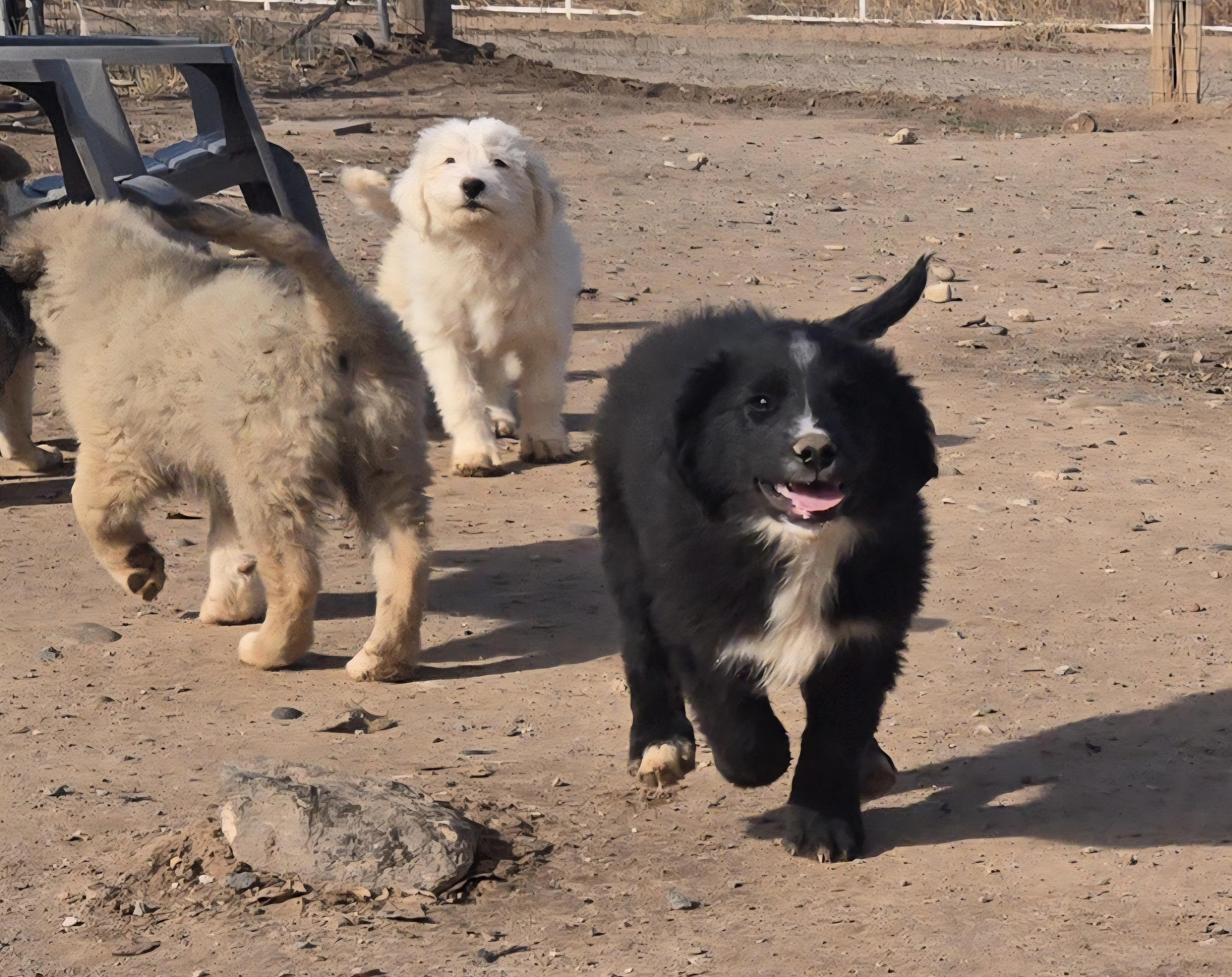 **JESSE EVANS, a Adoptable mixed breed in Peralta, NM image 5/5