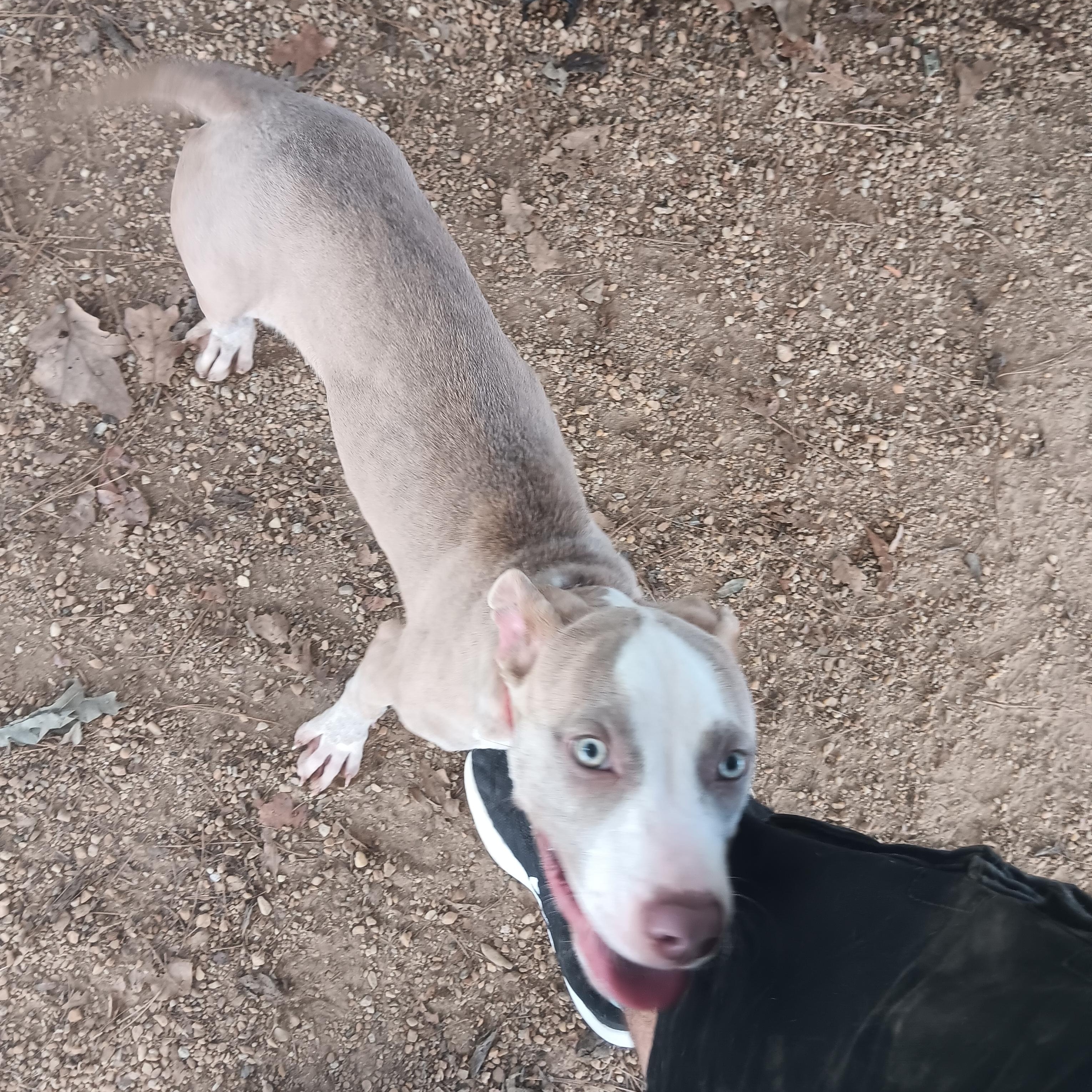 Doris, Adoptable, Puppy Female Mixed Breed.