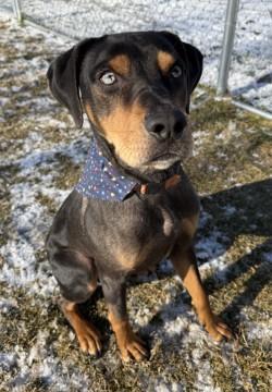 Tank, ADOPTABLE, Young Male Catahoula Leopard Dog.