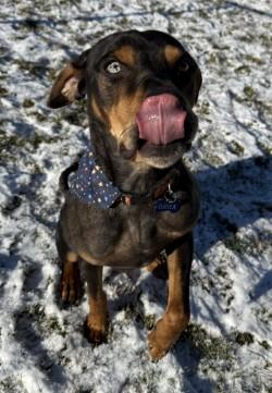 Tank, a ADOPTABLE Catahoula Leopard Dog in Hamilton, MT image 3/3