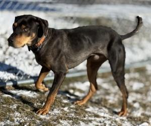 Tank, a ADOPTABLE Catahoula Leopard Dog in Hamilton, MT image 2/3