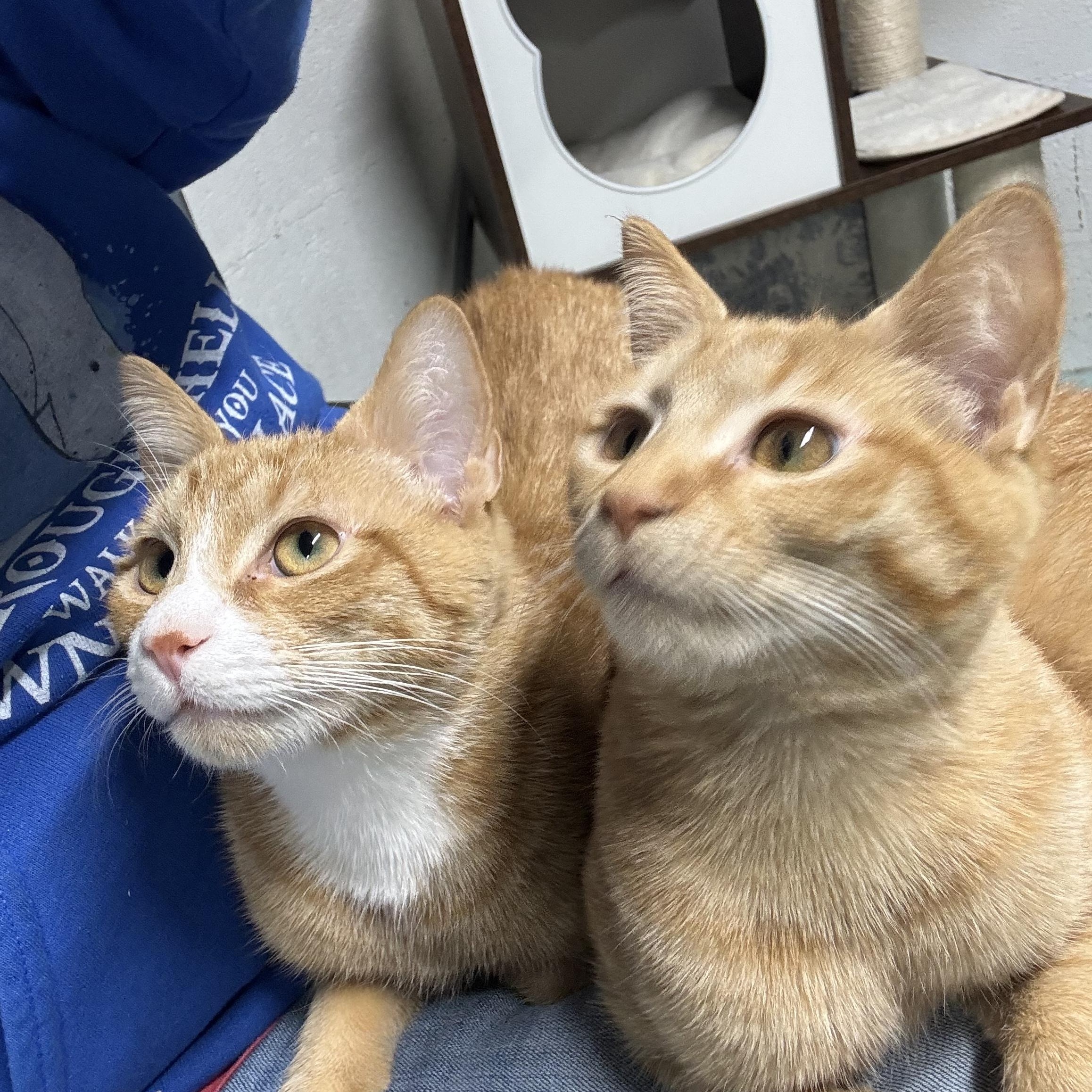 Enlarge Keaton , an adopted Domestic Short Hair in Hickory, NC image 1/4